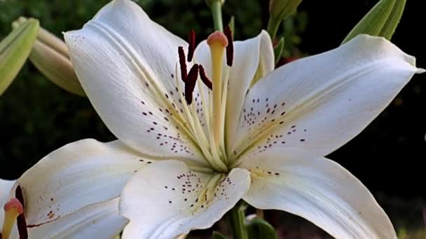 Piękne Światło Duże Kwiaty Lilia Ogrodowa Jako Ozdoba Parku Rekreacyjnego — Wideo stockowe