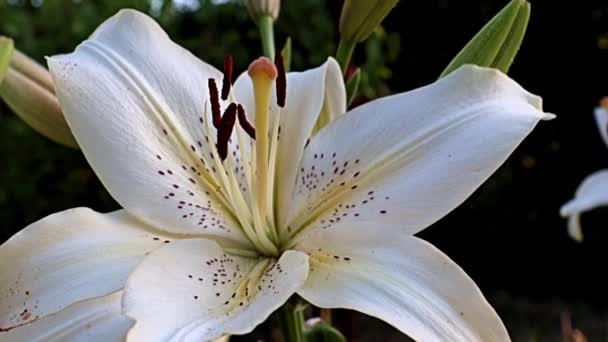 Bella Luce Grandi Fiori Giglio Giardino Come Decorazione Area Ricreativa — Video Stock