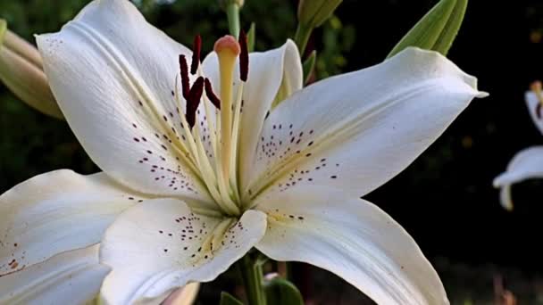 Hermosa Luz Flores Grandes Jardín Lirio Como Decoración Parque Área — Vídeo de stock