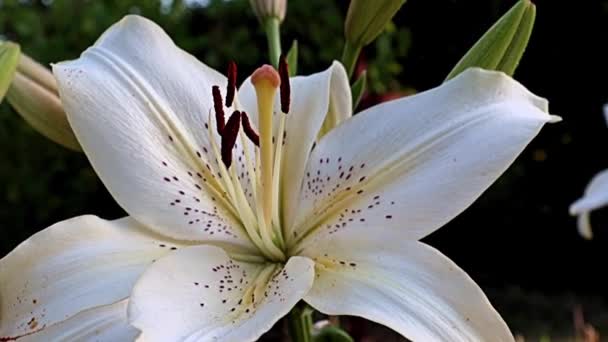 Piękne Światło Duże Kwiaty Lilia Ogrodowa Jako Ozdoba Parku Rekreacyjnego — Wideo stockowe