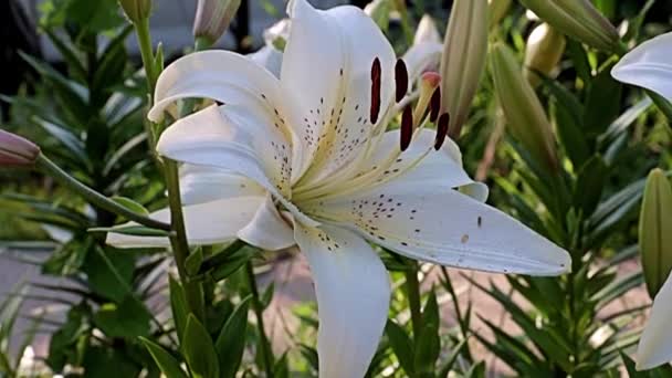 Hermosa Luz Flores Grandes Jardín Lirio Como Decoración Parque Área — Vídeos de Stock