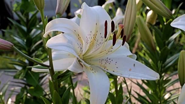 Hermosa Luz Flores Grandes Jardín Lirio Como Decoración Parque Área — Vídeos de Stock