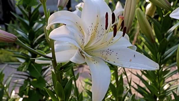 Beautiful Light Large Flowers Garden Lily Decoration Park Recreation Area — Stock Video