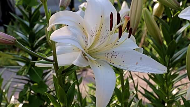 Beautiful Light Large Flowers Garden Lily Decoration Park Recreation Area — Stock Video