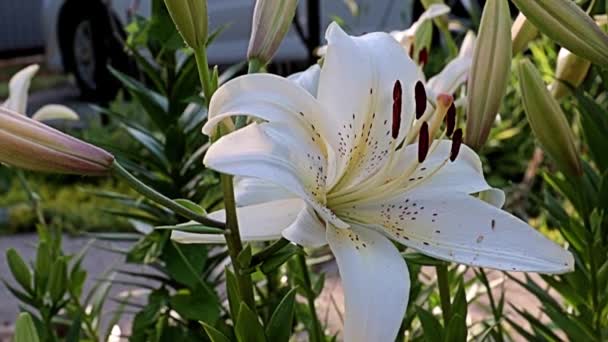 美丽的轻盈的大花园百合花作为公园游憩区的装饰 — 图库视频影像