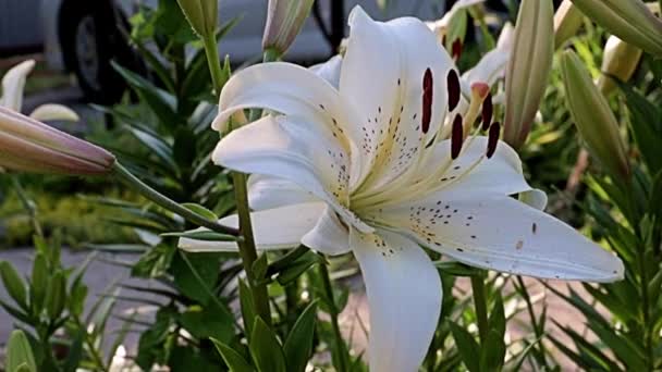 Schöne Helle Große Blumen Gartenlilie Als Dekoration Eines Parks Erholungsgebiet — Stockvideo