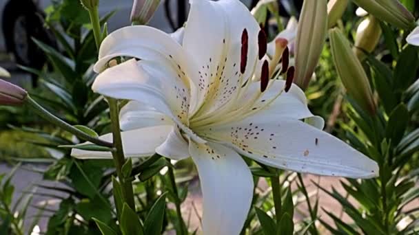 Hermosa Luz Flores Grandes Jardín Lirio Como Decoración Parque Área — Vídeo de stock