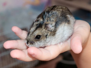 Bir çocuğun elinde sevimli tüylü Djungarian hamsterı