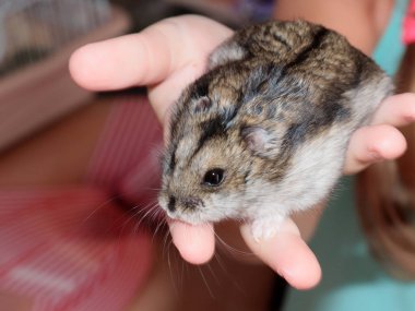 Bir çocuğun elinde sevimli tüylü Djungarian hamsterı