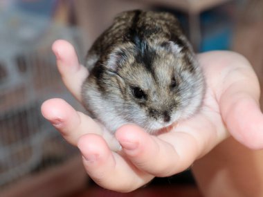 Bir çocuğun elinde sevimli tüylü Djungarian hamsterı
