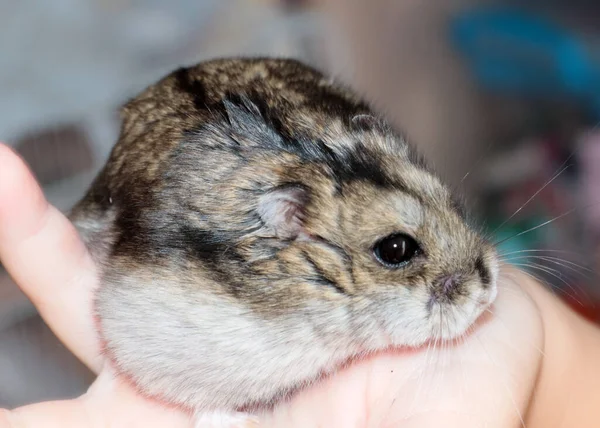 Lovely Fluffy Djungarian Hamster Child Hand — Stock Photo, Image