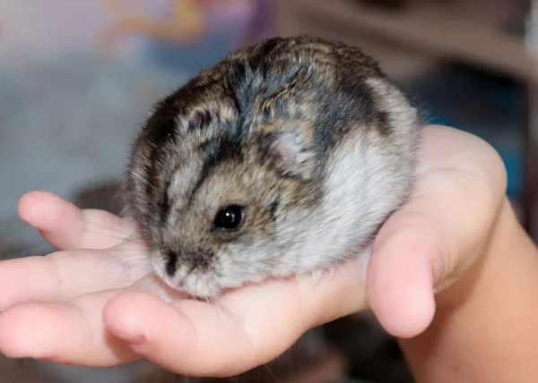 Schöne Flauschige Djungarian Hamster Auf Der Hand Eines Kindes Stockbild