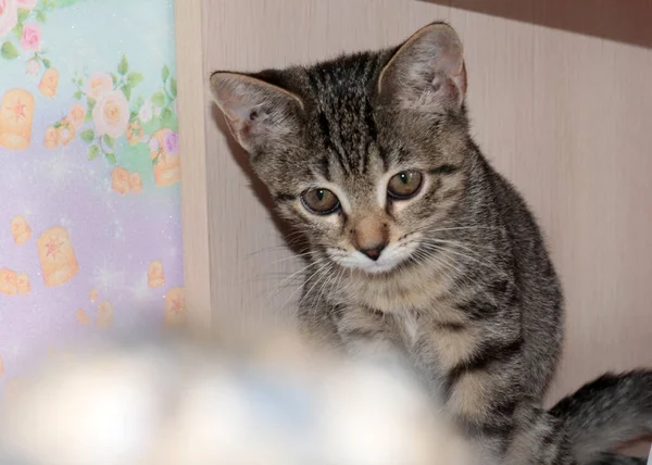Lovely Domestic Grey Haired Kitten Family Pet — Φωτογραφία Αρχείου