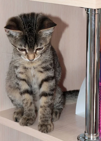 Lovely Domestic Grey Haired Kitten Family Pet — Stock Photo, Image