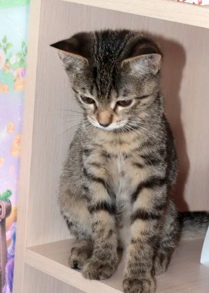 Lovely Domestic Grey Haired Kitten Family Pet — Φωτογραφία Αρχείου
