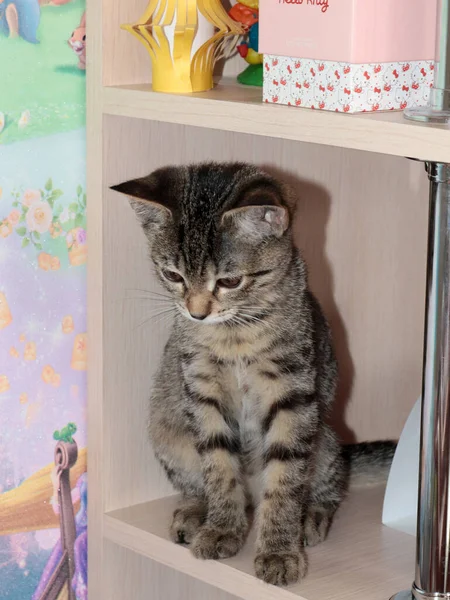 Půvabné Domácí Šedovlasé Kotě Jako Domácí Mazlíček — Stock fotografie