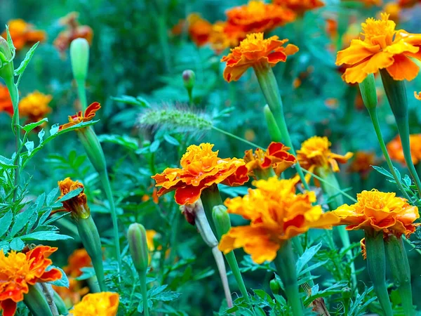 Красиві Садові Квіти Оксамиту Прикраса Паркової Зони — стокове фото