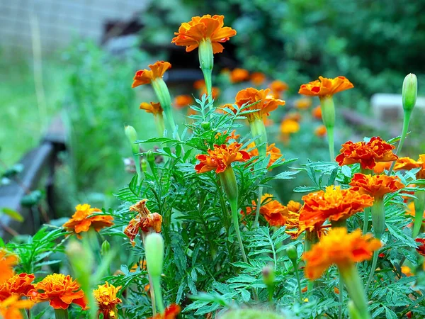 Красиві Садові Квіти Оксамиту Прикраса Паркової Зони — стокове фото