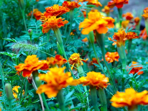 Krásné Zahradní Květiny Sametu Jako Dekorace Parku — Stock fotografie