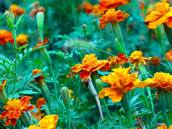 Krásné Zahradní Květiny Sametu Jako Dekorace Parku — Stock fotografie