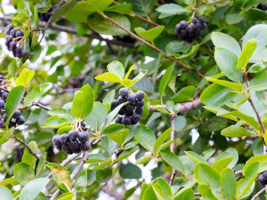 Çalı dallarında sevimli siyah boğaz üzümü