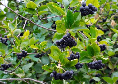 Çalı dallarında sevimli siyah boğaz üzümü