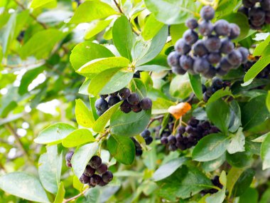 Çalı dallarında sevimli siyah boğaz üzümü