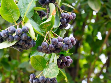 Çalı dallarında sevimli siyah boğaz üzümü