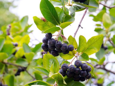 Çalı dallarında sevimli siyah boğaz üzümü