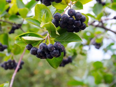 Çalı dallarında sevimli siyah boğaz üzümü