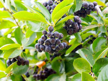 Çalı dallarında sevimli siyah boğaz üzümü