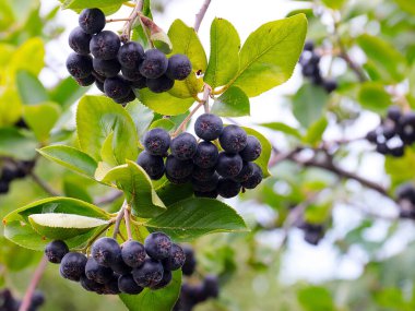 Çalı dallarında sevimli siyah boğaz üzümü