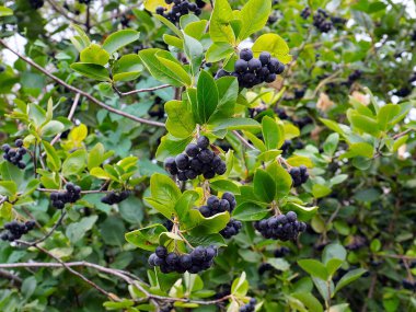 Çalı dallarında sevimli siyah boğaz üzümü