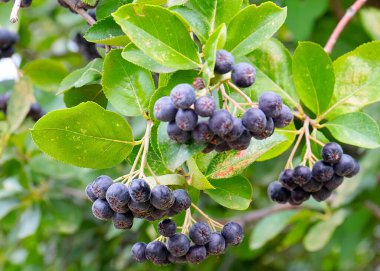 Çalı dallarında sevimli siyah boğaz üzümü