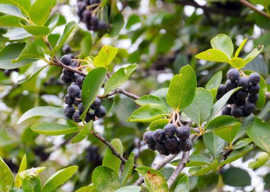Çalı dallarında sevimli siyah boğaz üzümü