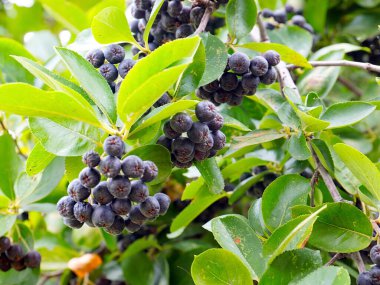 Çalı dallarında sevimli siyah boğaz üzümü