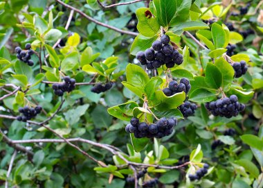 Çalı dallarında sevimli siyah boğaz üzümü