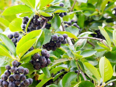 Çalı dallarında sevimli siyah boğaz üzümü