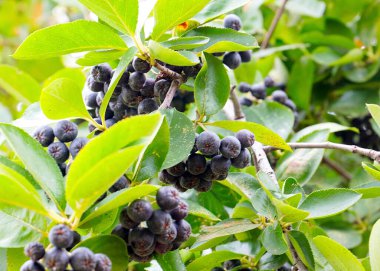 Çalı dallarında sevimli siyah boğaz üzümü