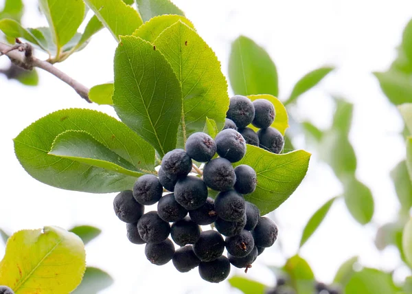 Lovely Black Chokeberry Bush Branches — Stock Photo, Image