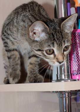 Güzel, genç kedi yavrusu dünyaya hayret ediyor.