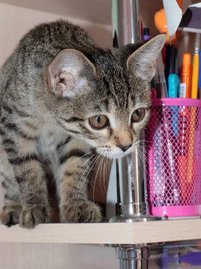 Güzel, genç kedi yavrusu dünyaya hayret ediyor.