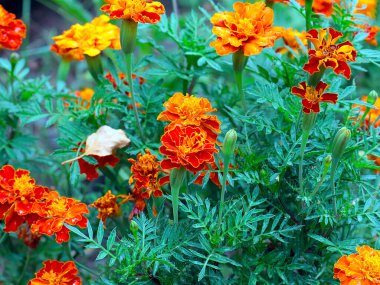 Park alanının dekorasyonu için güzel papatyalar.