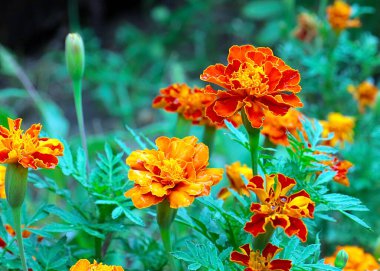 Park alanının dekorasyonu için güzel papatyalar.