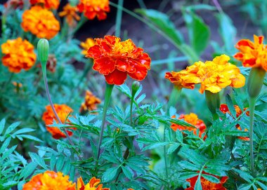 Park alanının dekorasyonu için güzel papatyalar.
