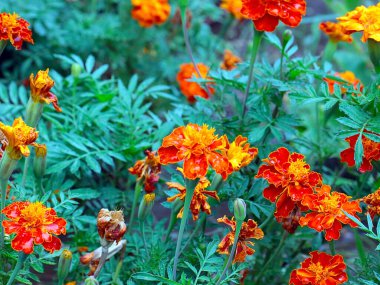 Park alanının dekorasyonu için güzel papatyalar.