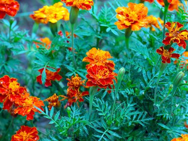 Park alanının dekorasyonu için güzel papatyalar.