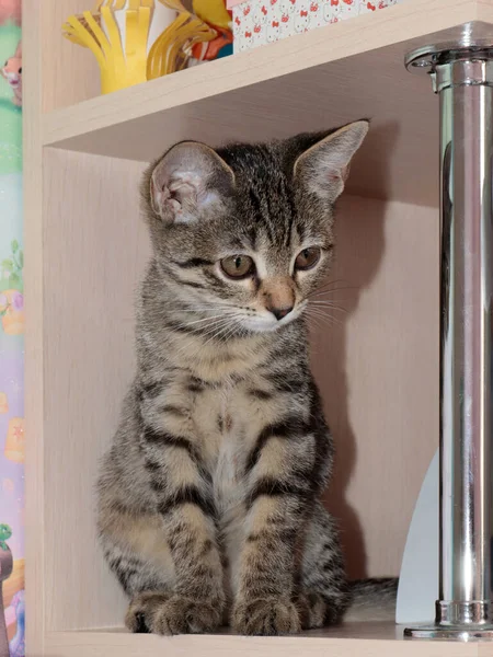 Mooi Jong Kitten Verbaasd Wereld Heen — Stockfoto