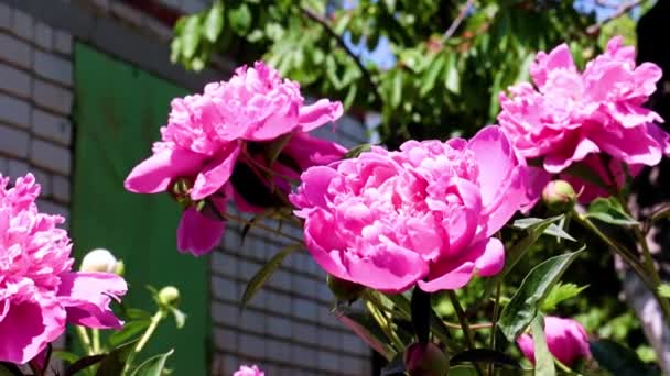 Schöne Gartenblume Rote Pfingstrose Als Parkdekoration — Stockvideo