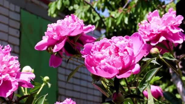 Hermosa Flor Jardín Peonía Roja Como Decoración Del Parque — Vídeo de stock
